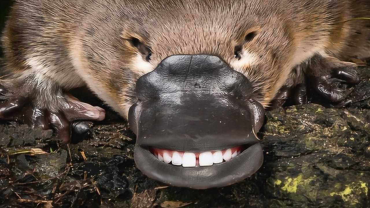 4个长相可爱的有毒动物,鸭嘴兽竟然有毒?看到离得远远地