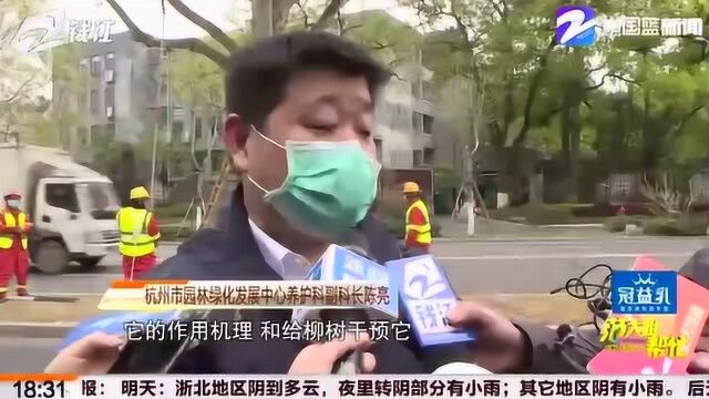 各种工具齐上阵 为减少春季飞絮 杭州园林部门也动了不少脑筋