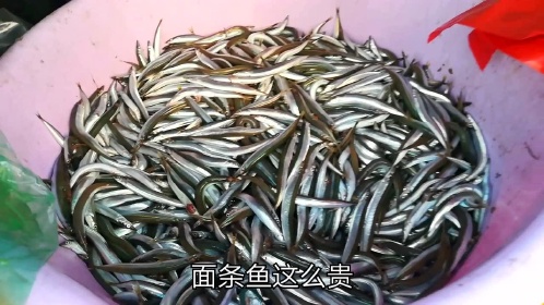 这就是黄狗鱼,没吃过