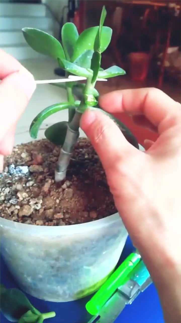 玉树嫁接蟹爪兰看了这个视频你就是嫁接高手