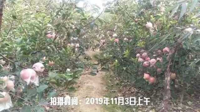 乔集乡以苹果为主导产业