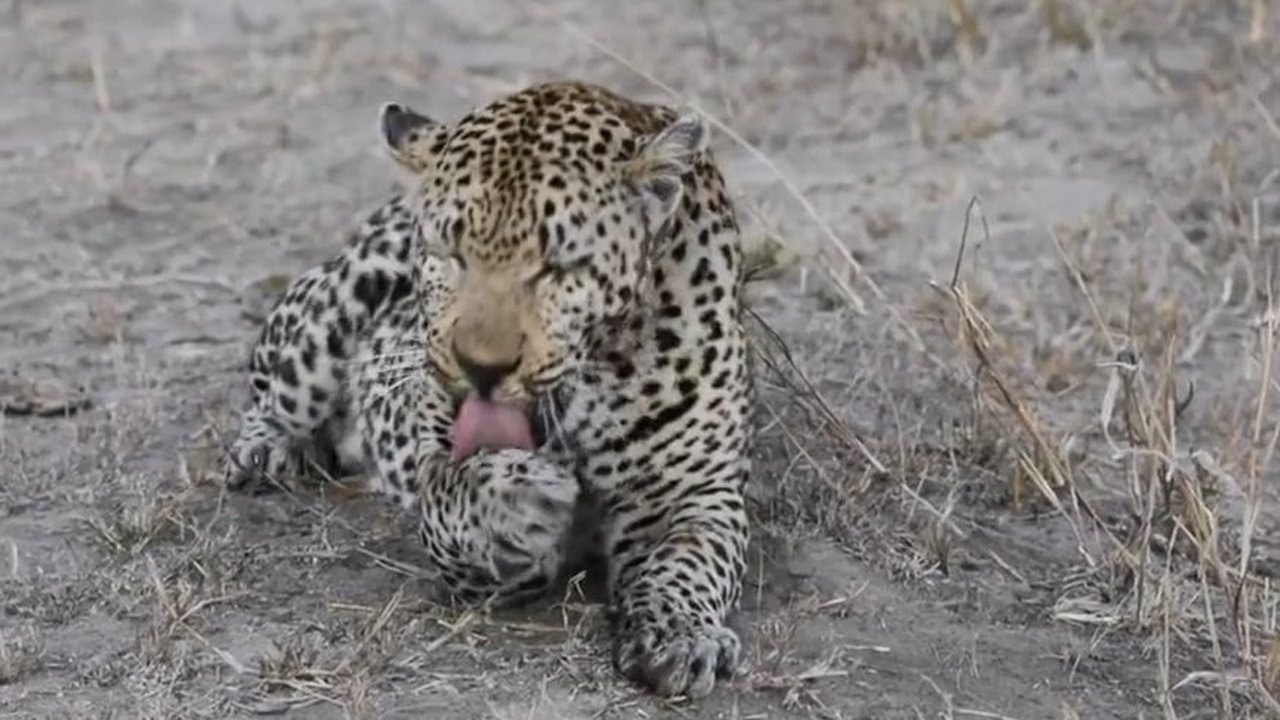 原来老虎也是这么洗脸的