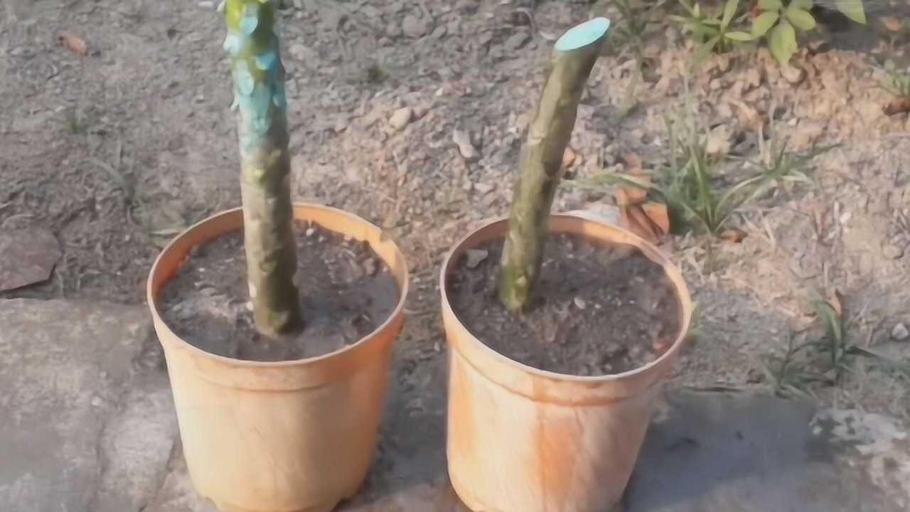 鸡蛋花用剪下来的枝条扦插繁殖,注意涂抹杀菌剂,否则很难成功