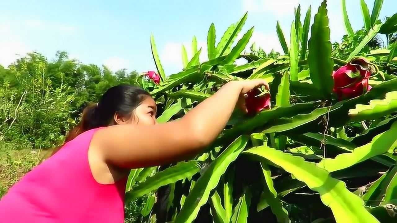 胖大姐野外拾荒,肚子饥饿摘些火龙果当饭吃
