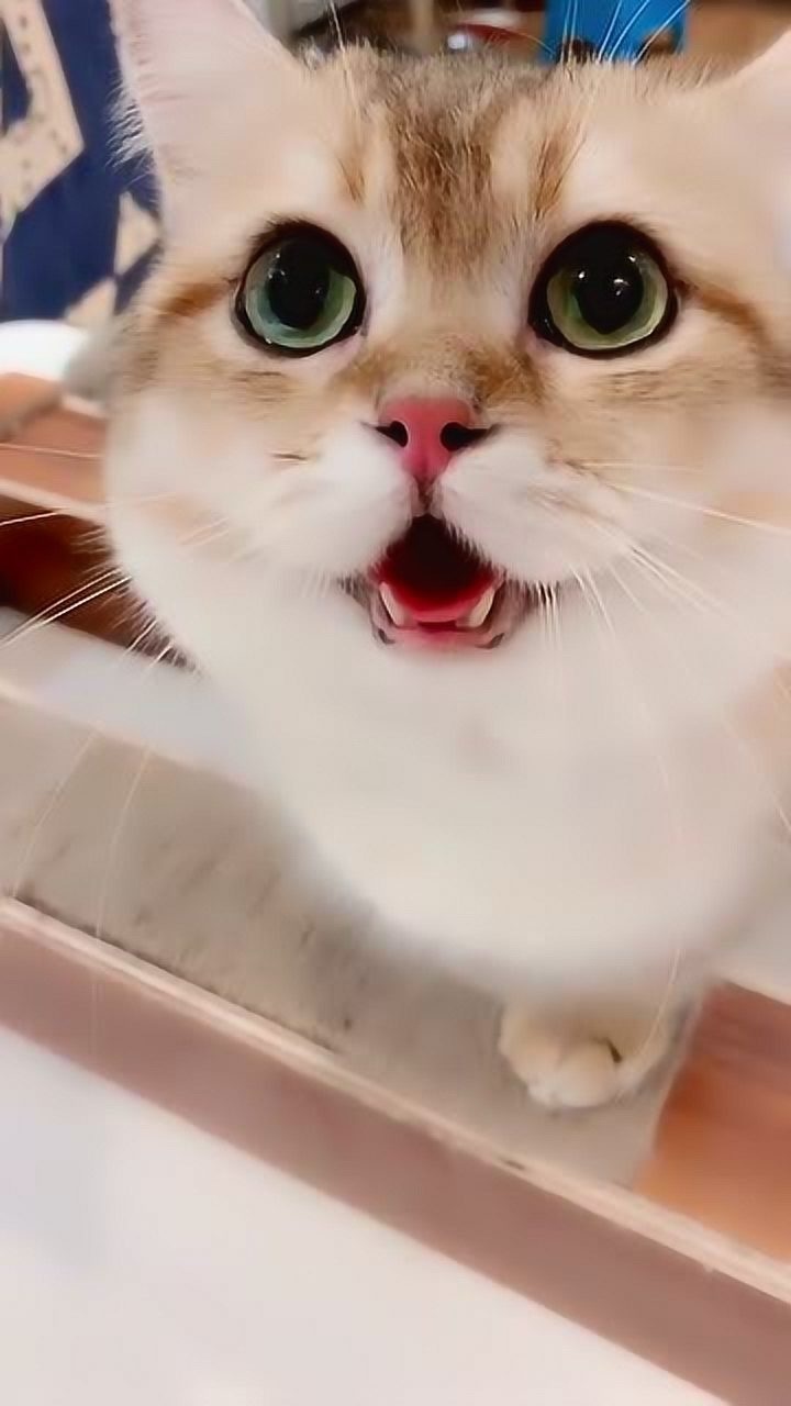 非常可爱的小猫咪,听到它的叫声,我整个人都被它萌化了!