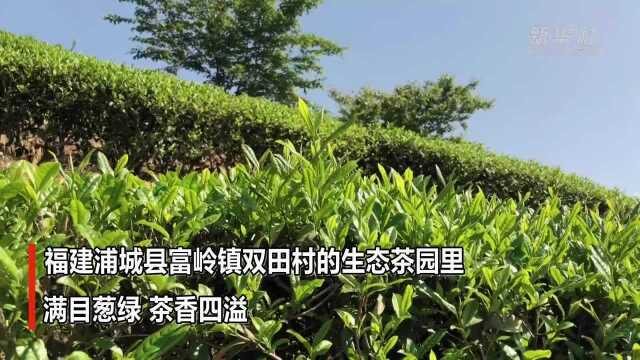 福建浦城:春光正好忙采茶