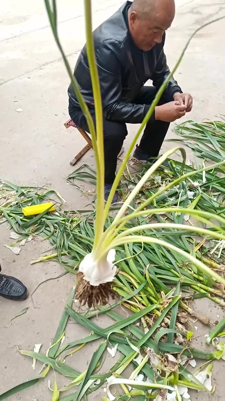 这棵蒜上竟长了好几根蒜薹