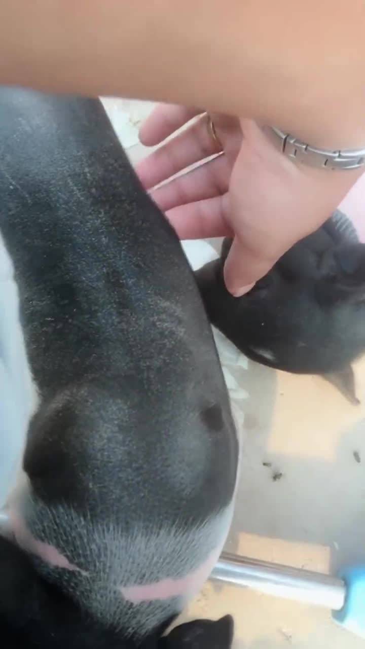 这只猪喜欢让人给挠肚子真是太会享受了其他猪都羡慕