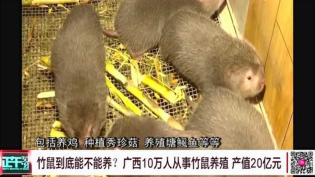 竹鼠到底能不能养?广西10万人从事竹鼠养殖 产值20亿元