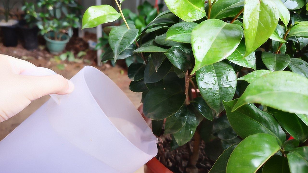 给茶花浇水,牢记"3看",浇水就简单多了