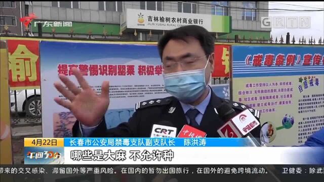 长春警方缴获成品大麻3.9吨 创吉林省纪录