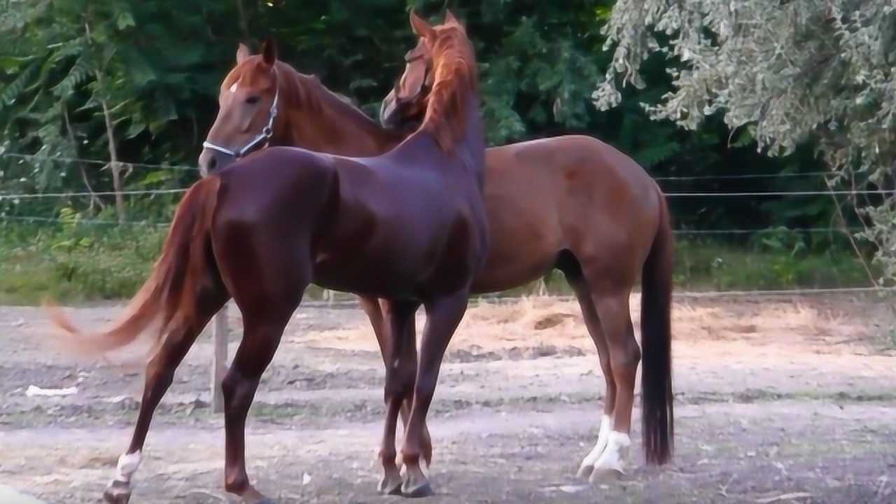 公马第一次见到母马瞬间失去理智恕我直言开眼了