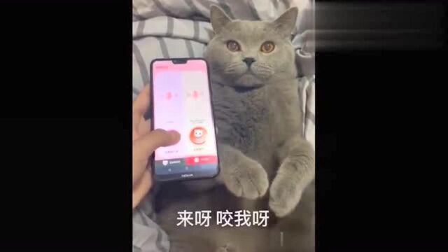 现在的翻译软件流弊了,真的能翻译猫语!