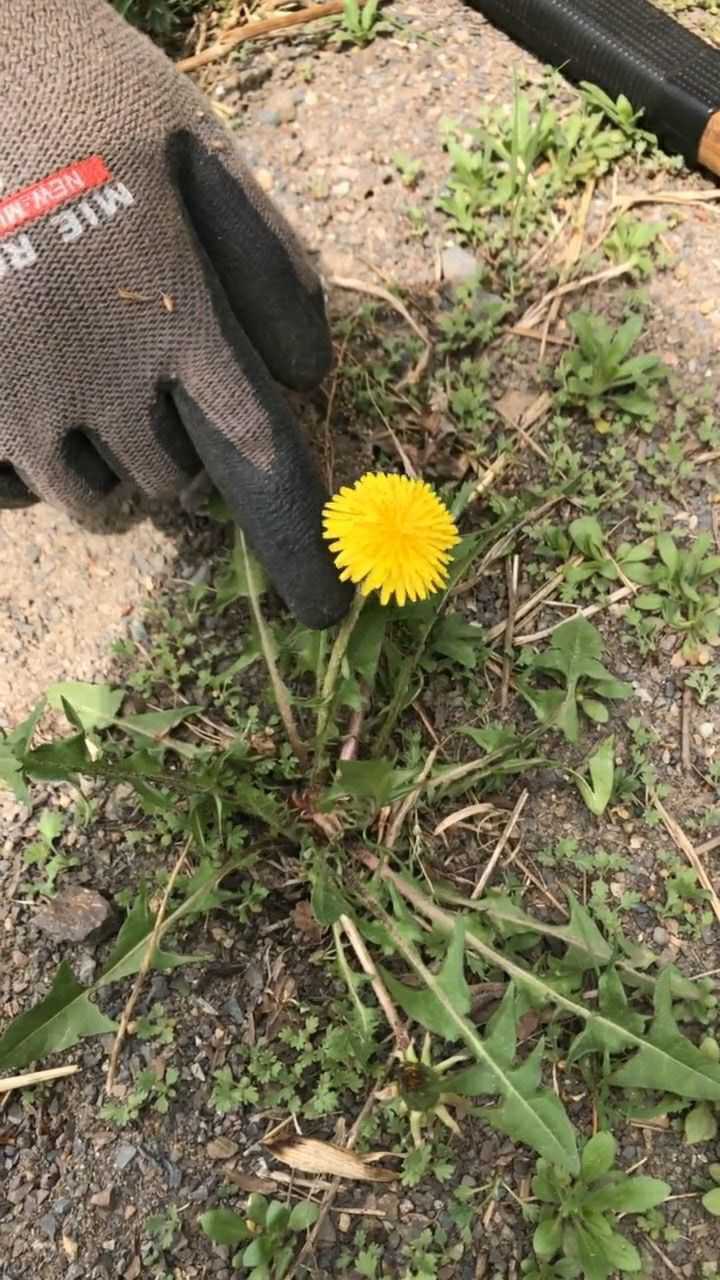 东北蒲公英,民间消炎神草.