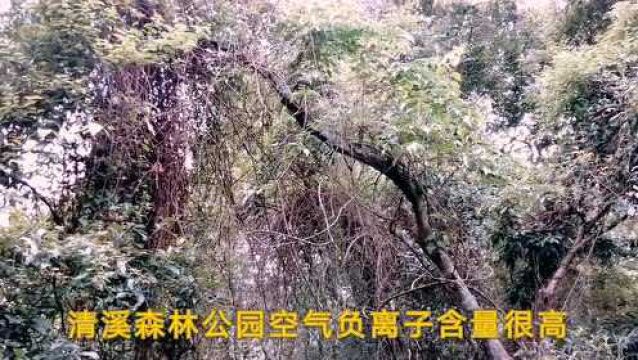 东莞清溪森林公园杨桥探幽景点:如果是夏天的话,估计游客更多