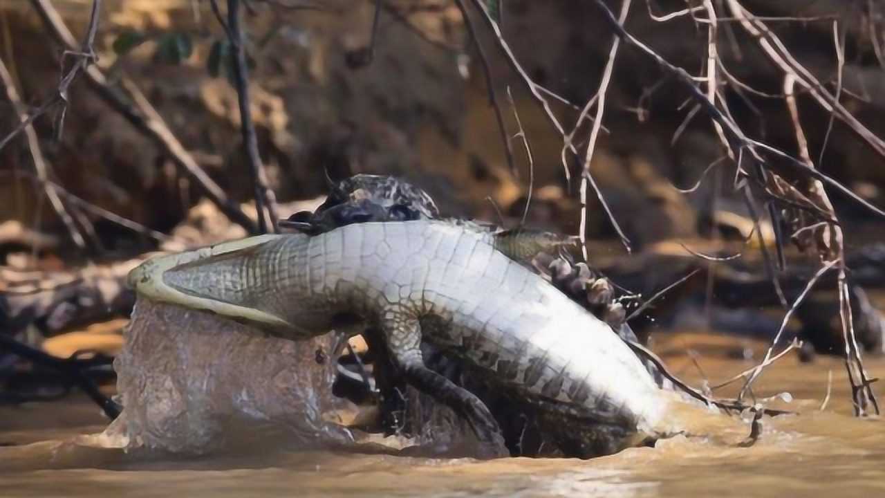 它是鳄鱼最大的天敌5秒就能秒掉鳄鱼鳄鱼见到它都想跑