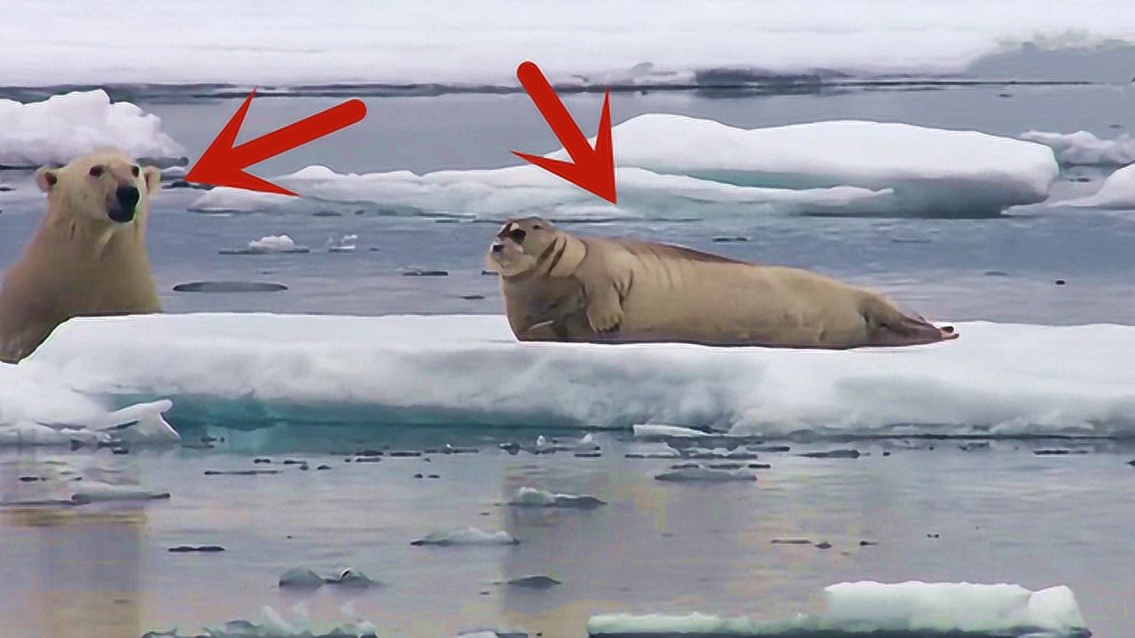 北极熊捕食海豹,从岸上追到海水里,诠释了什么叫灵活的胖子!