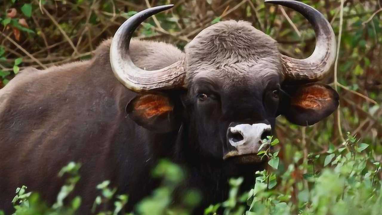 世界上体型最大的牛,现实版的"牛魔王",老虎遇到它转身就跑!