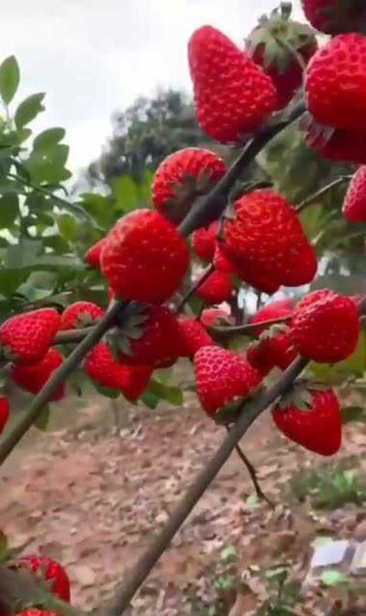 长在树上的草莓图片
