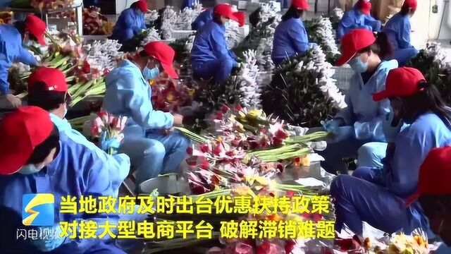 4000亩鲜切花销售遇阻?“沂蒙大妮”来助力 网上卖花日销万单