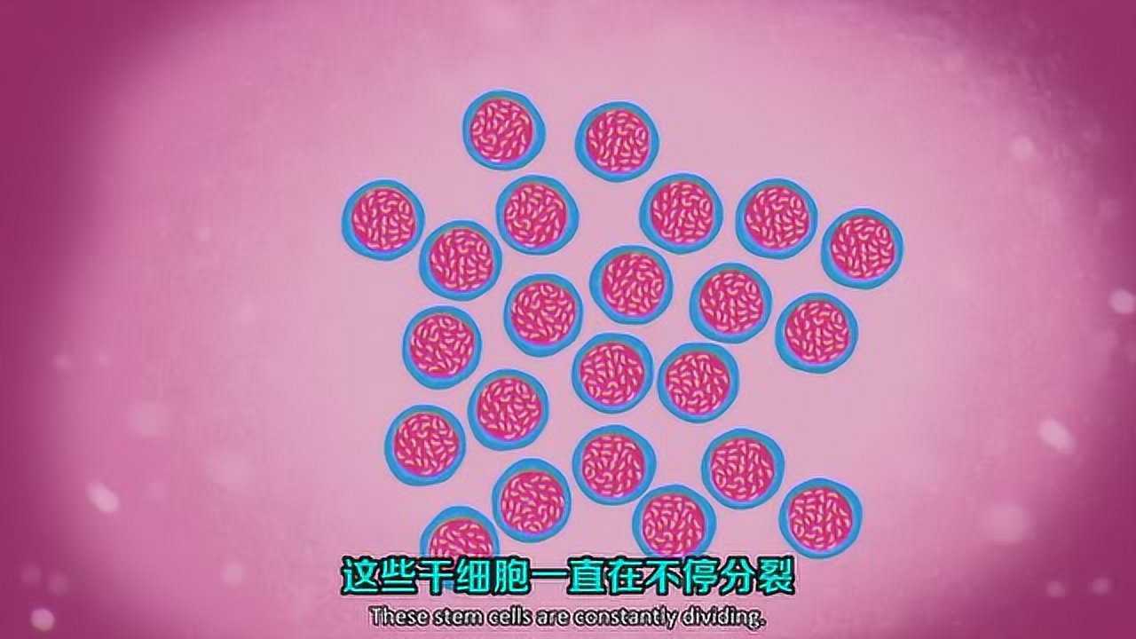 骨髓是如何造血的_腾讯视频