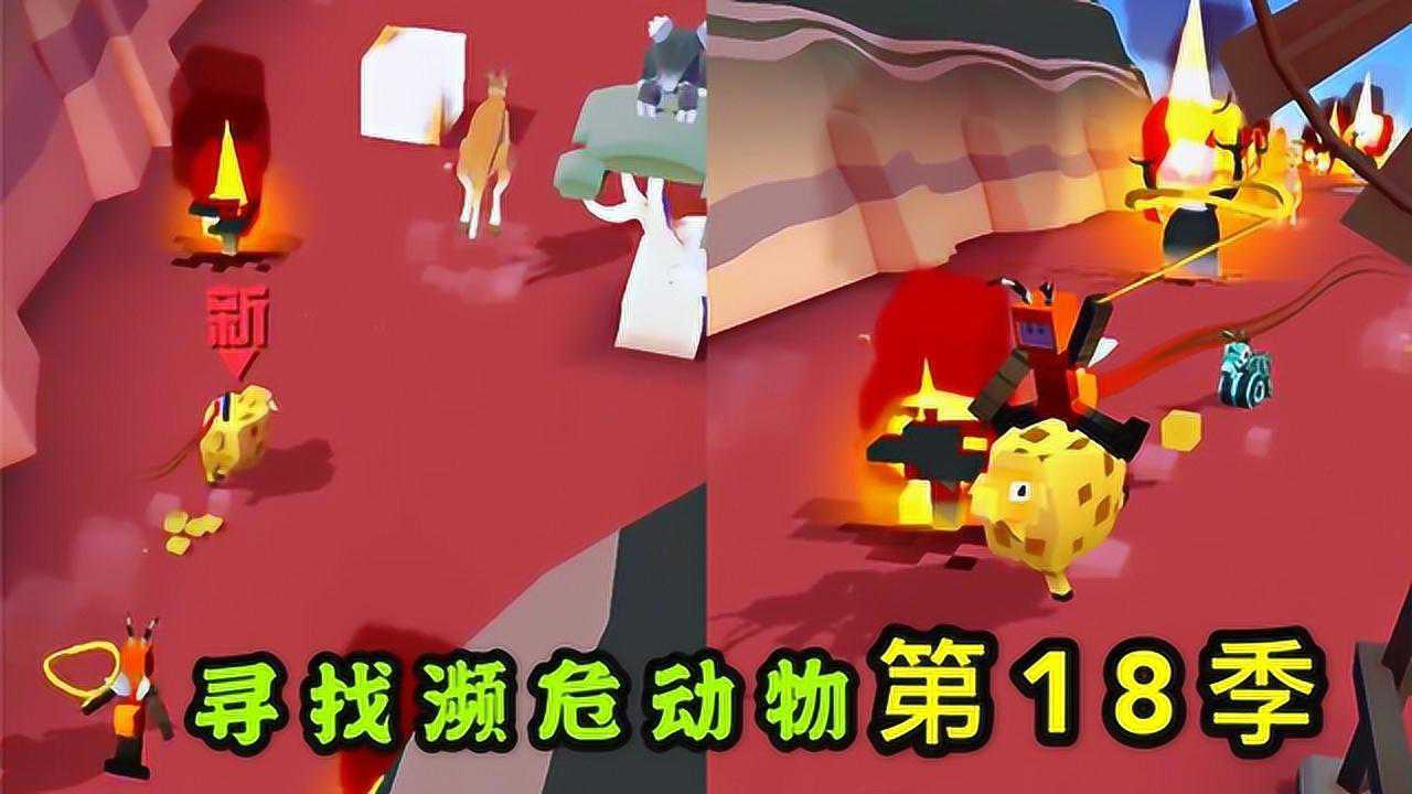 疯狂动物园寻找30只濒危动物第18季澳洲中的濒危绵羊