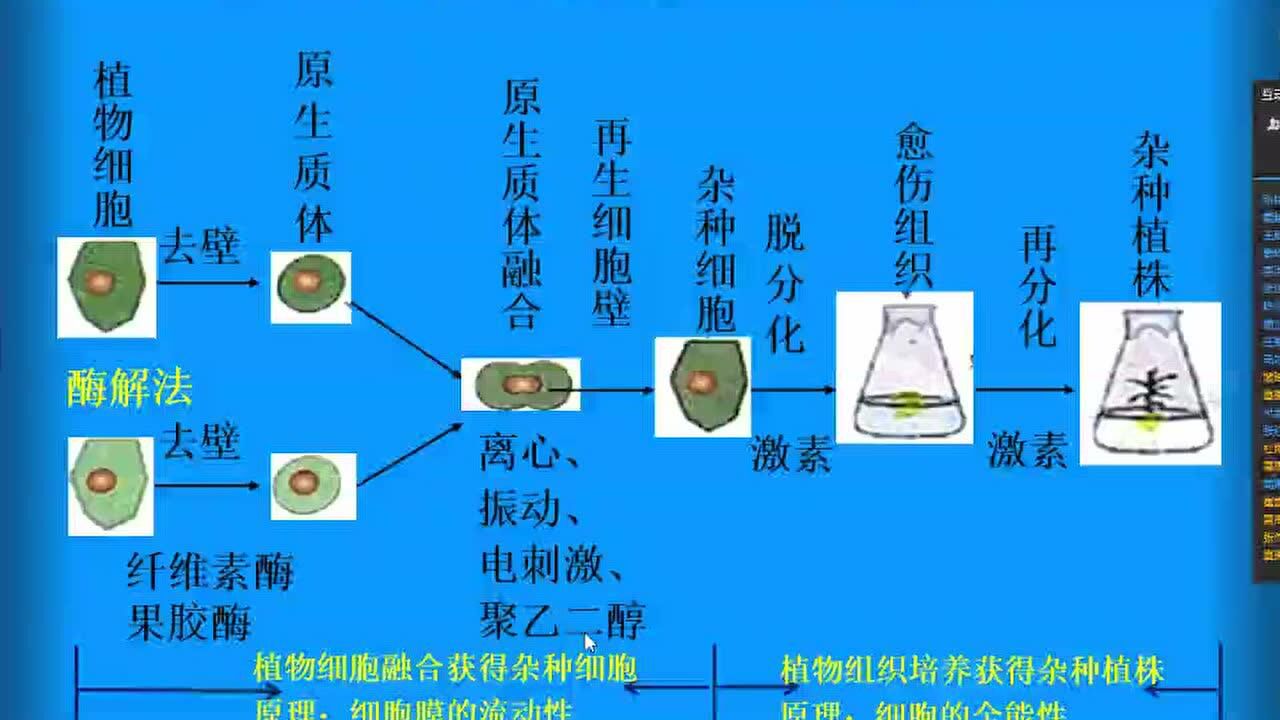 生物 植物体细胞杂交技术