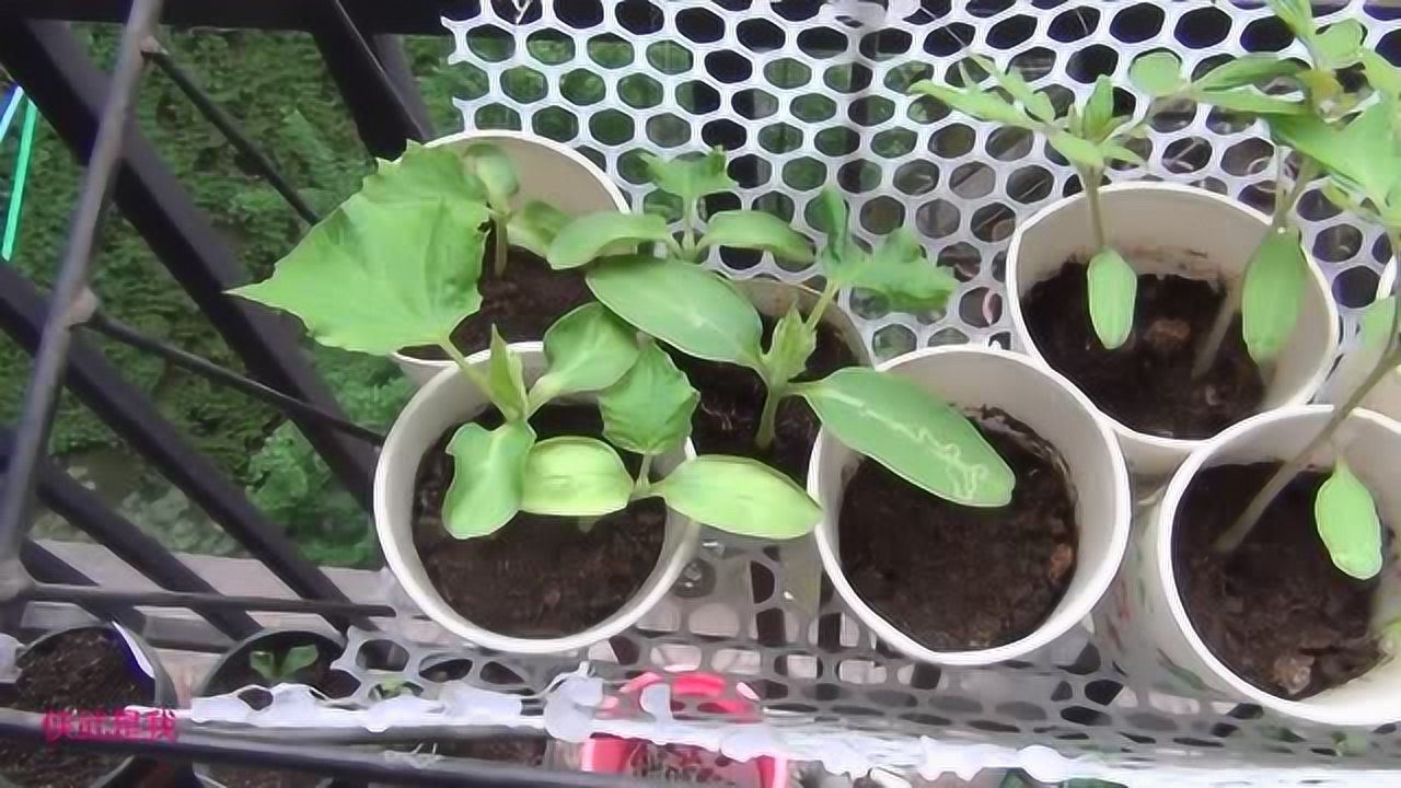 纸杯育苗,长势喜人在幼苗阶段生长迅速.下次应该可以移苗啦!
