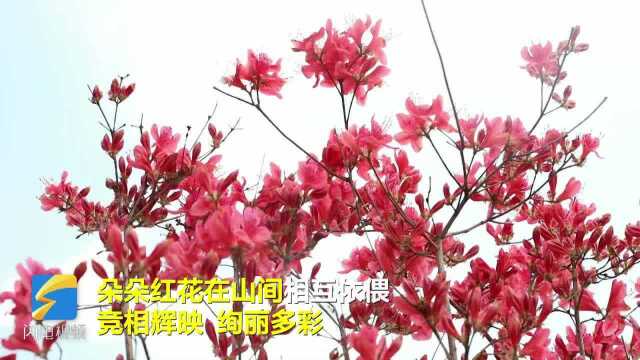 云端赏景|烟台海阳映山红花开红似火