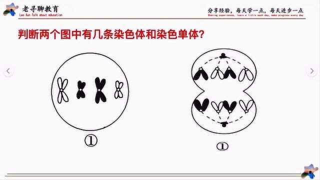 高中生物,染色体和染色单体的判断方法,简单明了.