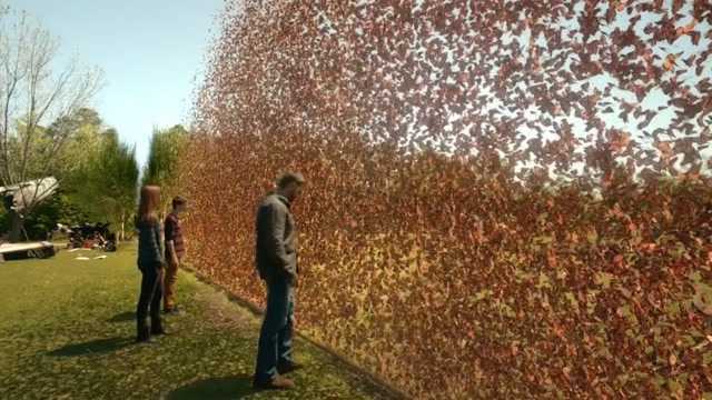 蝴蝶用身体组成墙,这是事根本没法用科学来解释