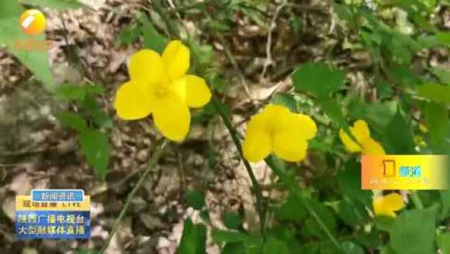 【“宝藏”大秦岭】寻访秦岭中的大型真菌 翻山越岭寻找“神秘”菌种