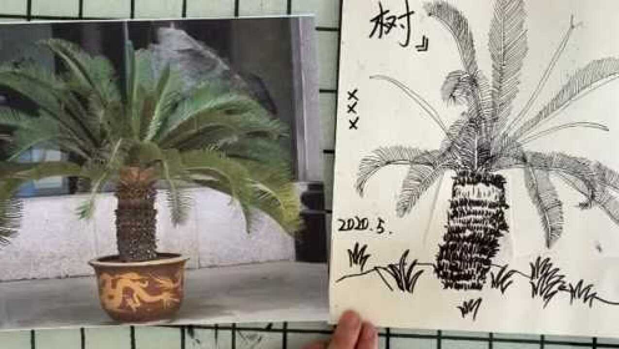 铁树素描图片