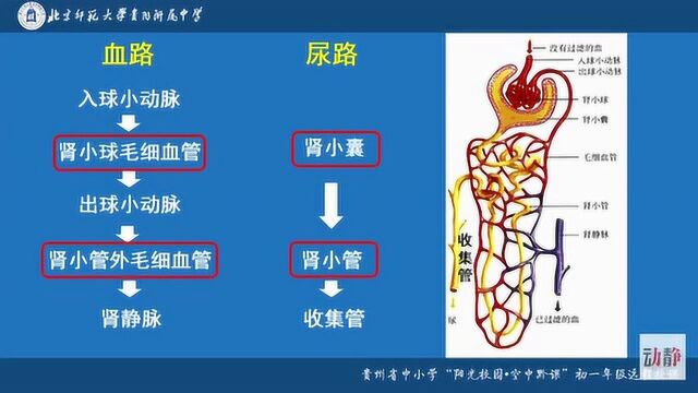 0509004初一年级生物《人体内废物的排出》复习