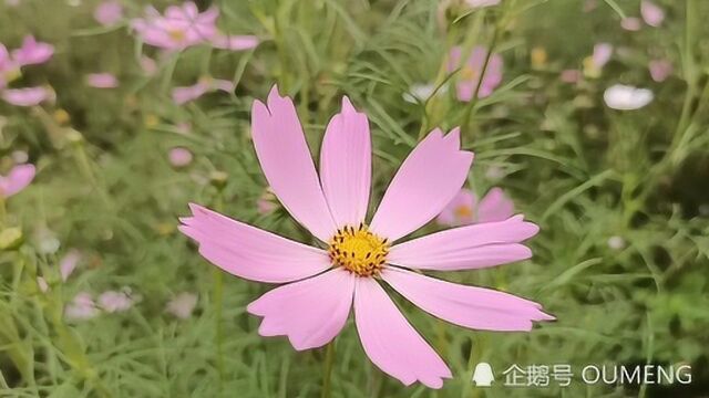 南宁江南公园那里有一片秋英花海