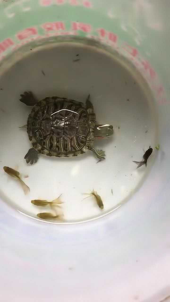 把乌龟放在金鱼缸中乌龟会吃金鱼吗