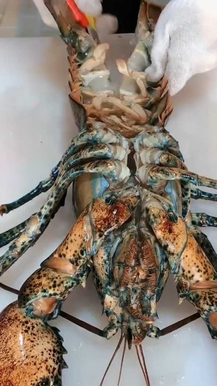 小常识,带虾钳的龙虾要比不带钳子的龙虾便宜很多_腾讯视频