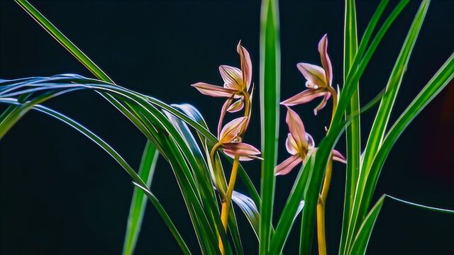 夏季养兰花,遮阴时不注意这一点,长势越来越差