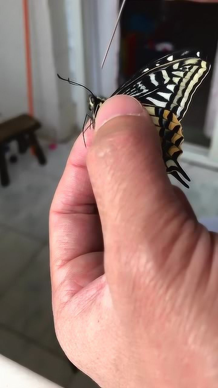 蝴蝶嘴巴原来长这样,怪不得它天天那么喜欢沾花惹草_腾讯视频