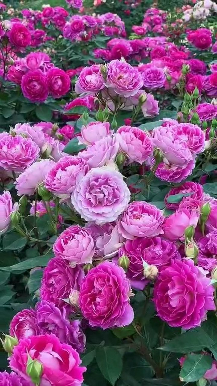 花园里开满了鲜花,花儿个个争先开放,真是太美了!