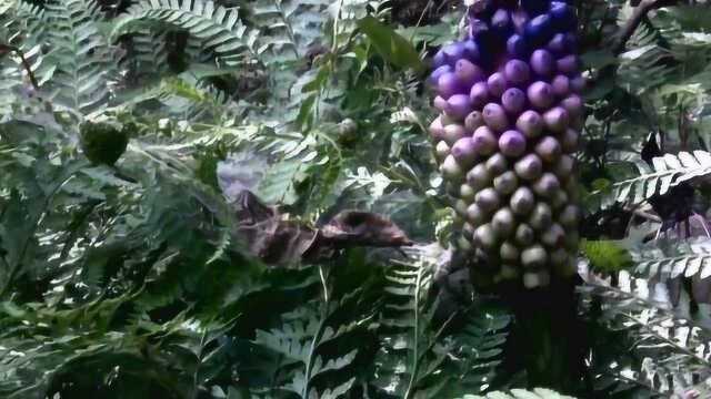 《昆虫的盛宴》:授粉昆虫寻找食物来源,植物得以繁衍和进化