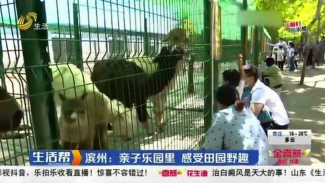 滨州:鹿小森亲子乐园开园了 荡秋千、跨吊桥 家长带孩子欢乐畅玩