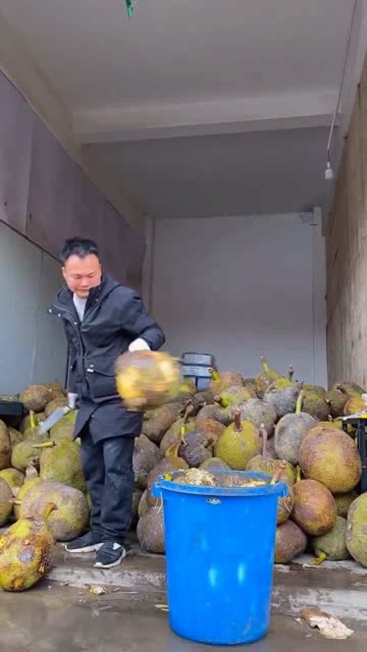 菠萝蜜直接扔到垃圾桶家里太有钱了吧败家