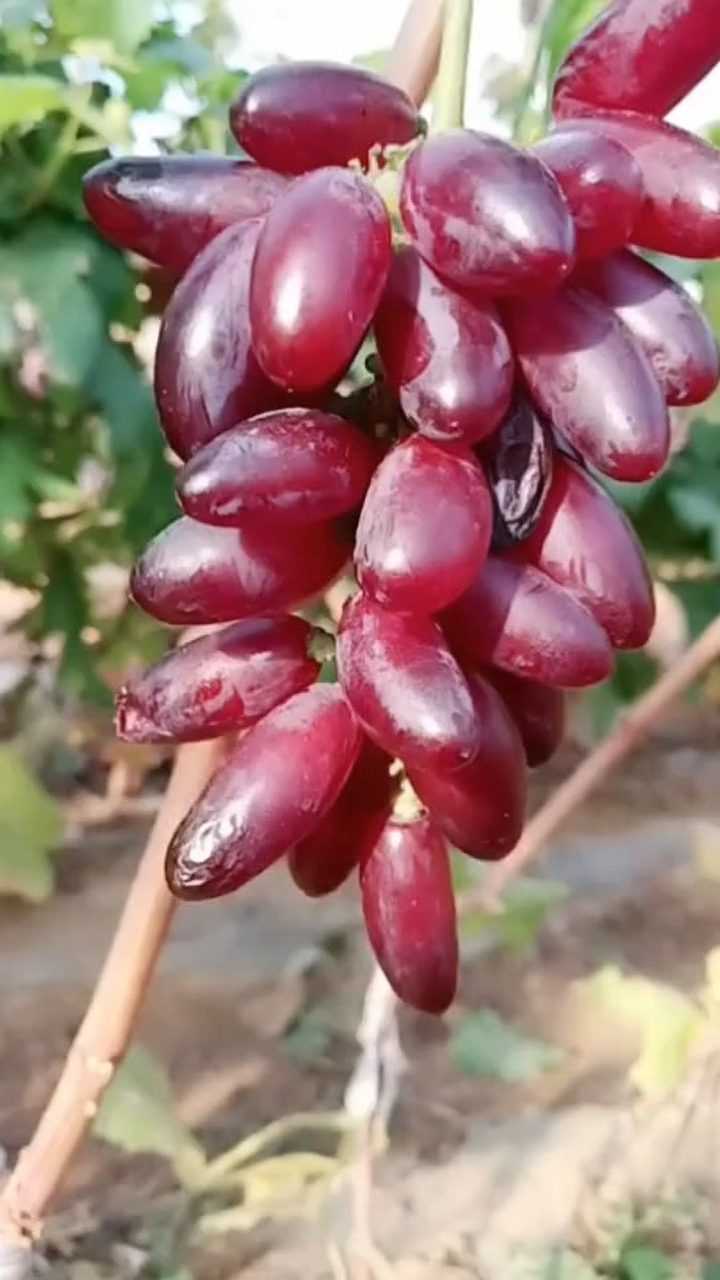 葡萄新品种叫做葡之梦葡萄你了解吗