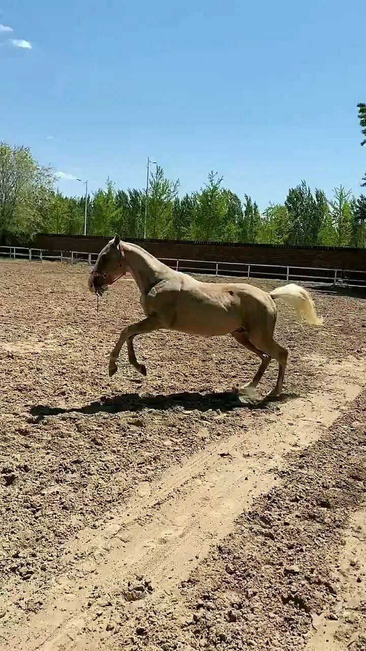 土豪金色的汗血宝马,真的是太棒了,跑的真快!