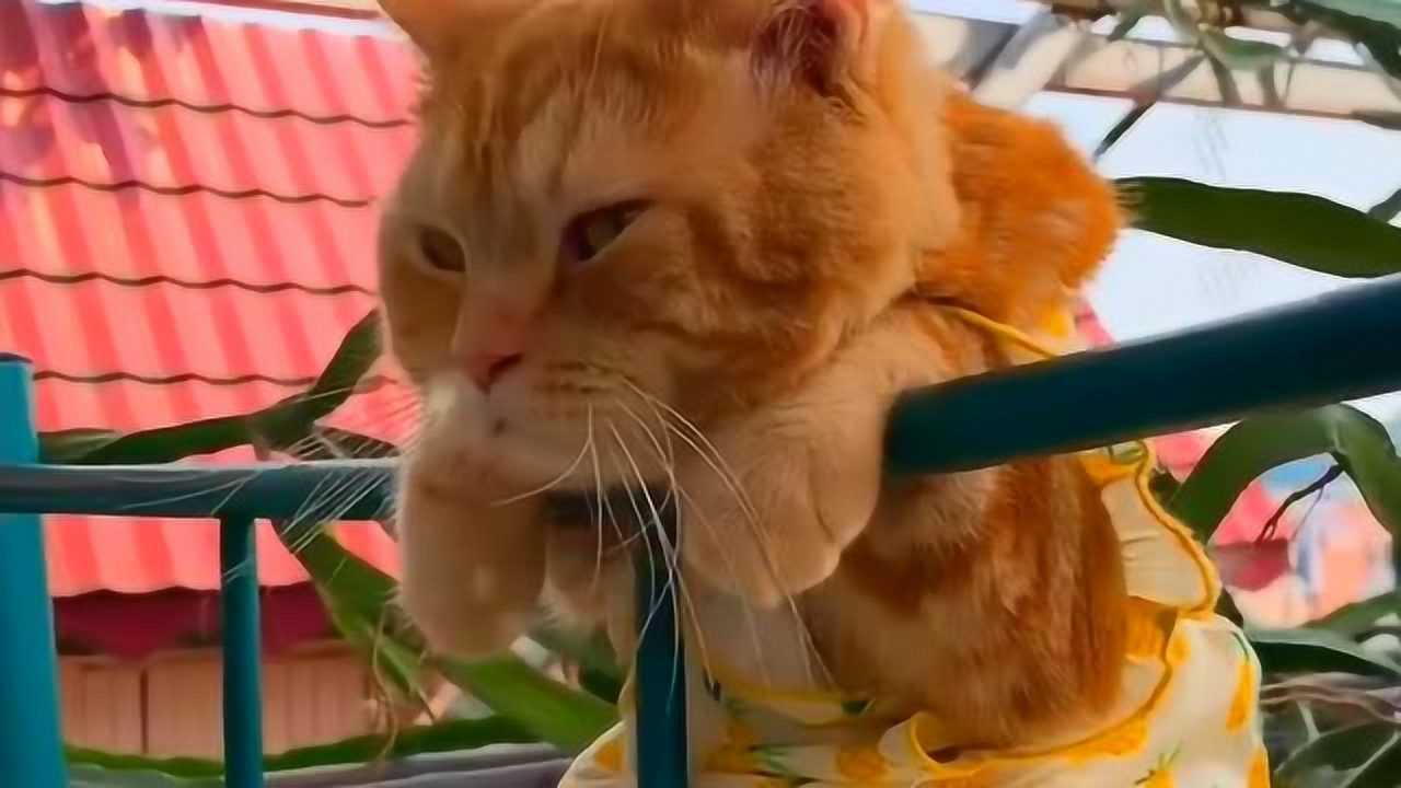 橘猫趴在栏杆上一动不动,走近一看竟露出这个表情,过气网红猫说的就是