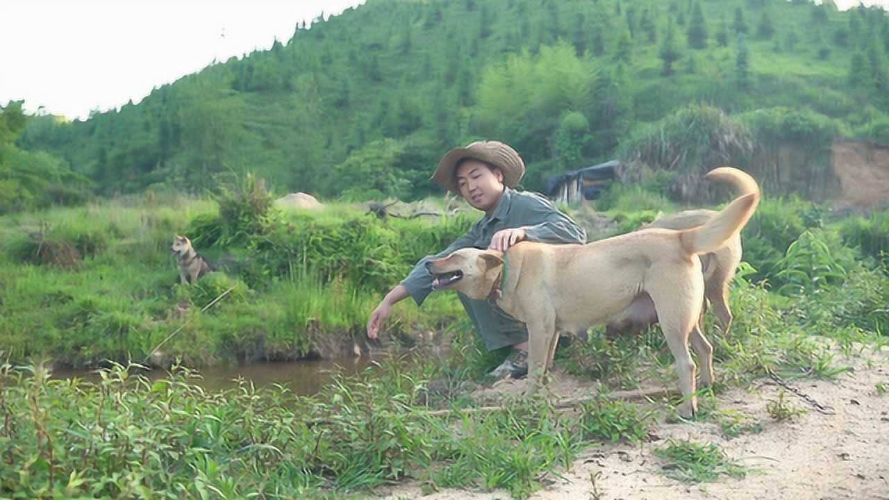 阿园带中华田园犬放牛偶遇小黑居然在约会公狗表现阿园笑了