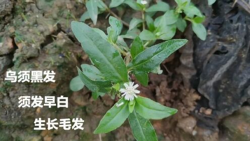 头发白,头发少试试植物《墨旱莲》它能让头发乌黑浓密,效果好