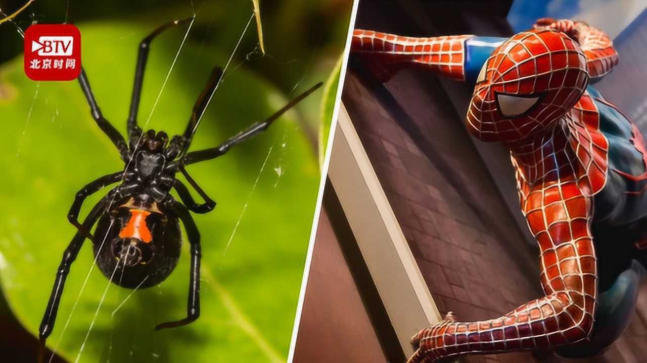 玻利维亚仨熊孩子幻想变成蜘蛛侠 故意让黑寡妇蜘蛛咬伤