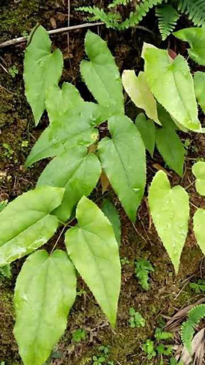 三枝九叶草,这种植物非常适合男人吃,男人吃了有好处